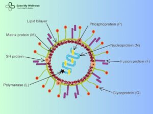 Human metapneumovirus